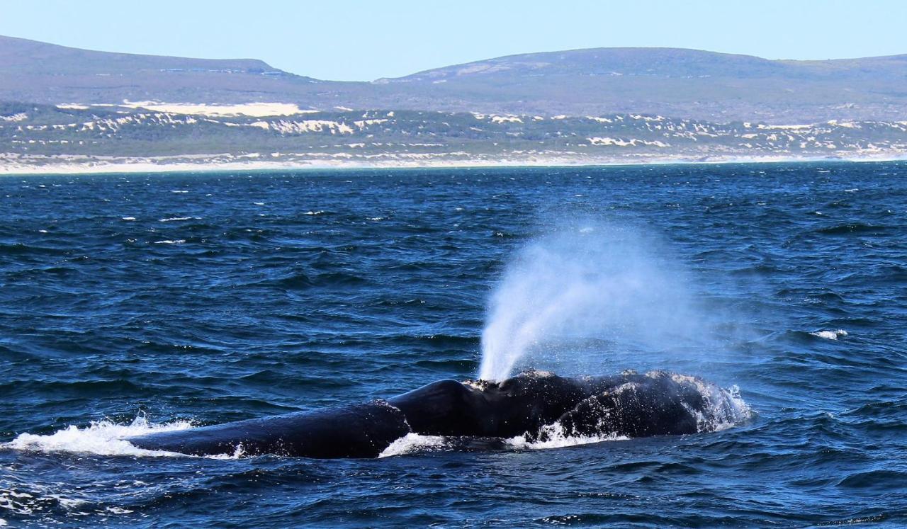 Kleinzee Oceanfront Guesthouse Gansbaai Bagian luar foto