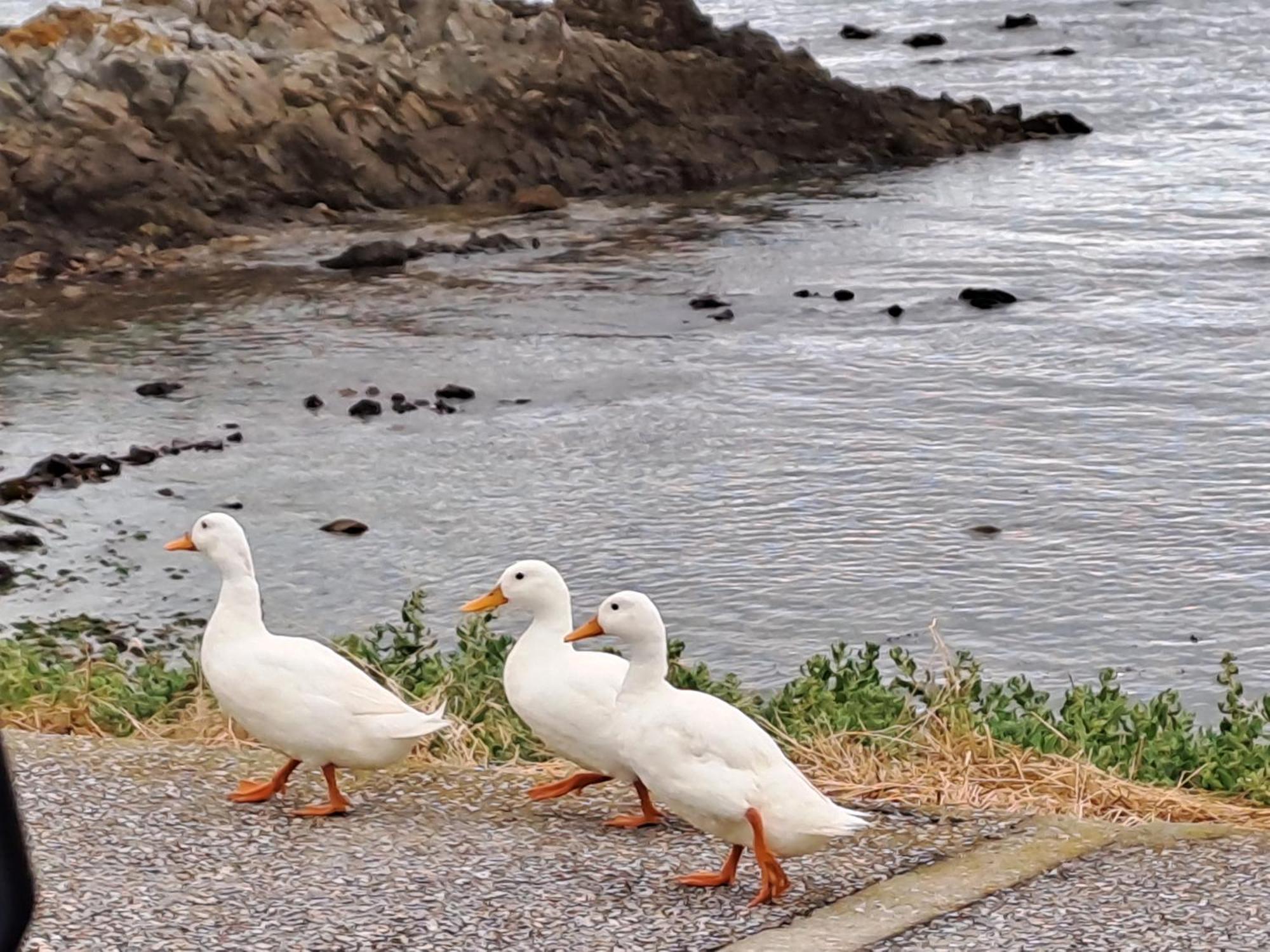 Kleinzee Oceanfront Guesthouse Gansbaai Bagian luar foto